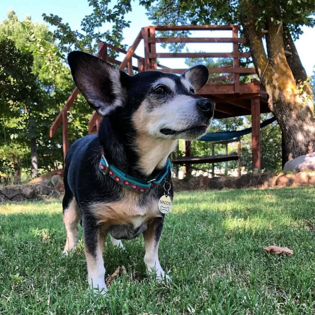 Chigi - Chó Corgi lai Chihuahua