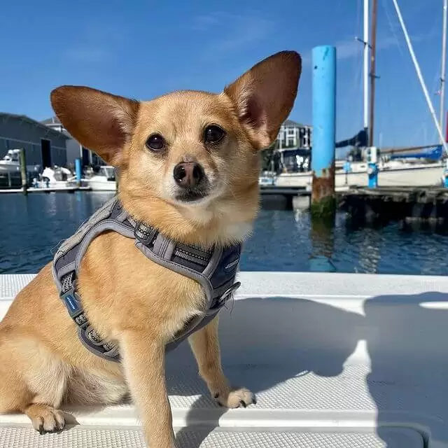 Chigi - Chó Corgi lai Chihuahua