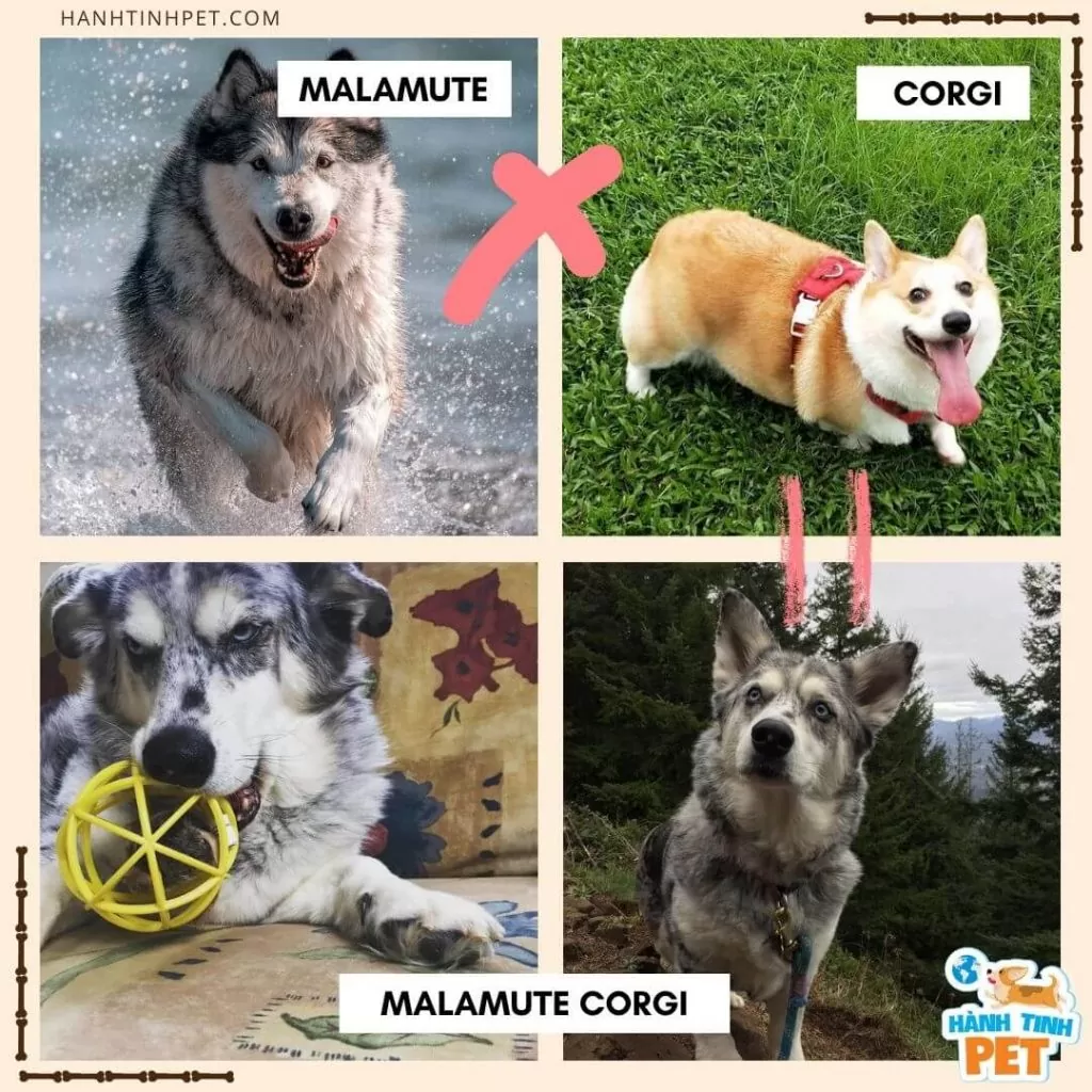 Chó Corgi lai Alaska