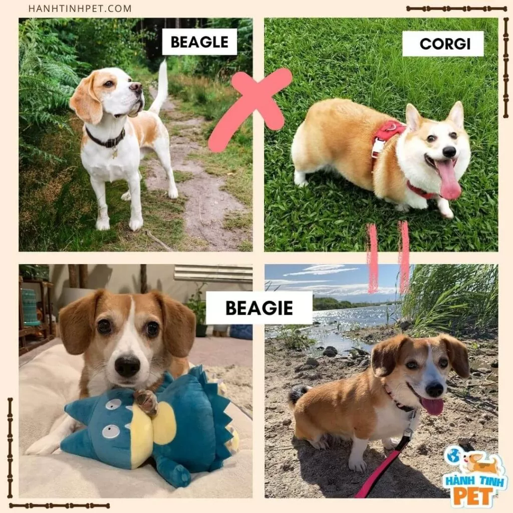 Chó Corgi lai Beagle