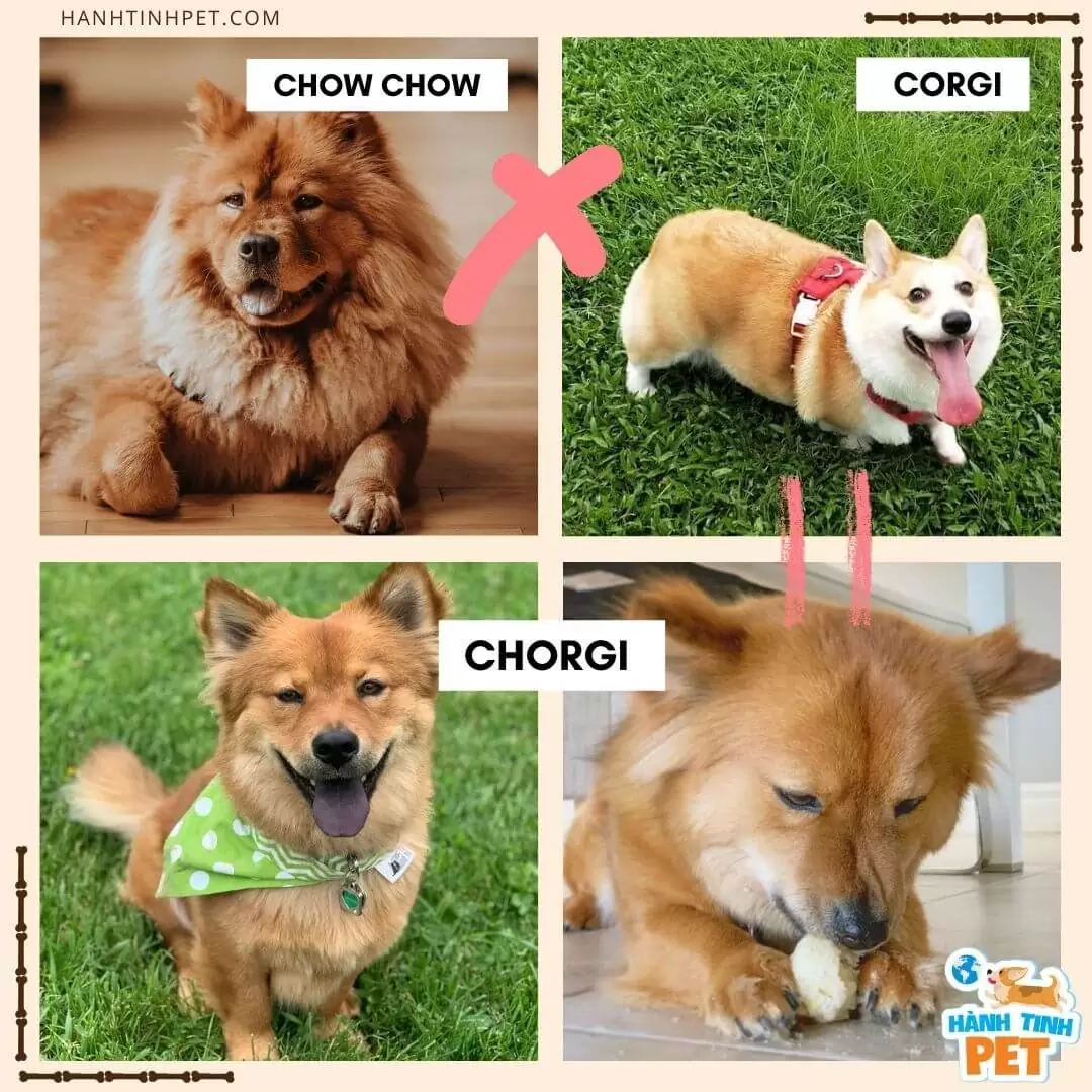 Chó Corgi lai Chow Chow