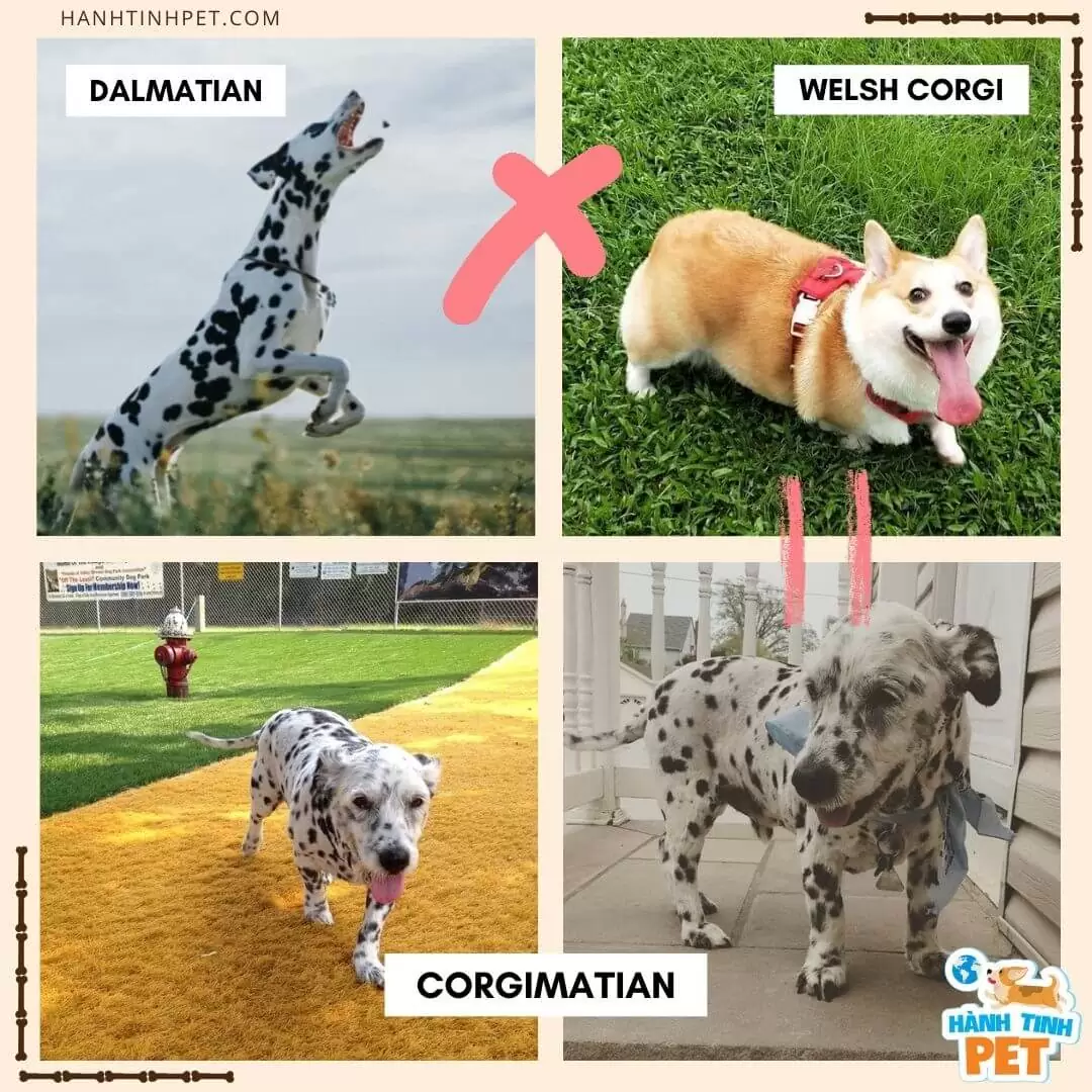Corgi lai Chó Đốm (Dalmatian)