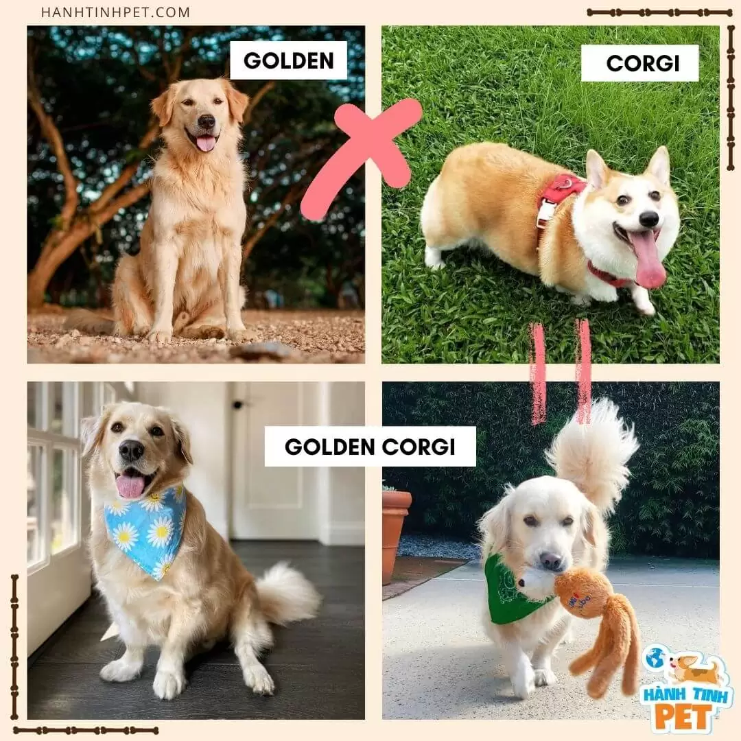 Chó Corgi lai Golden Retriever