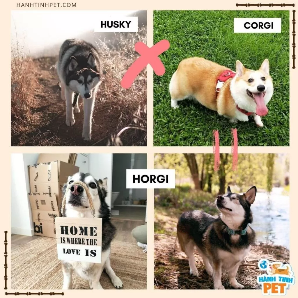 Chó Corgi lai Husky