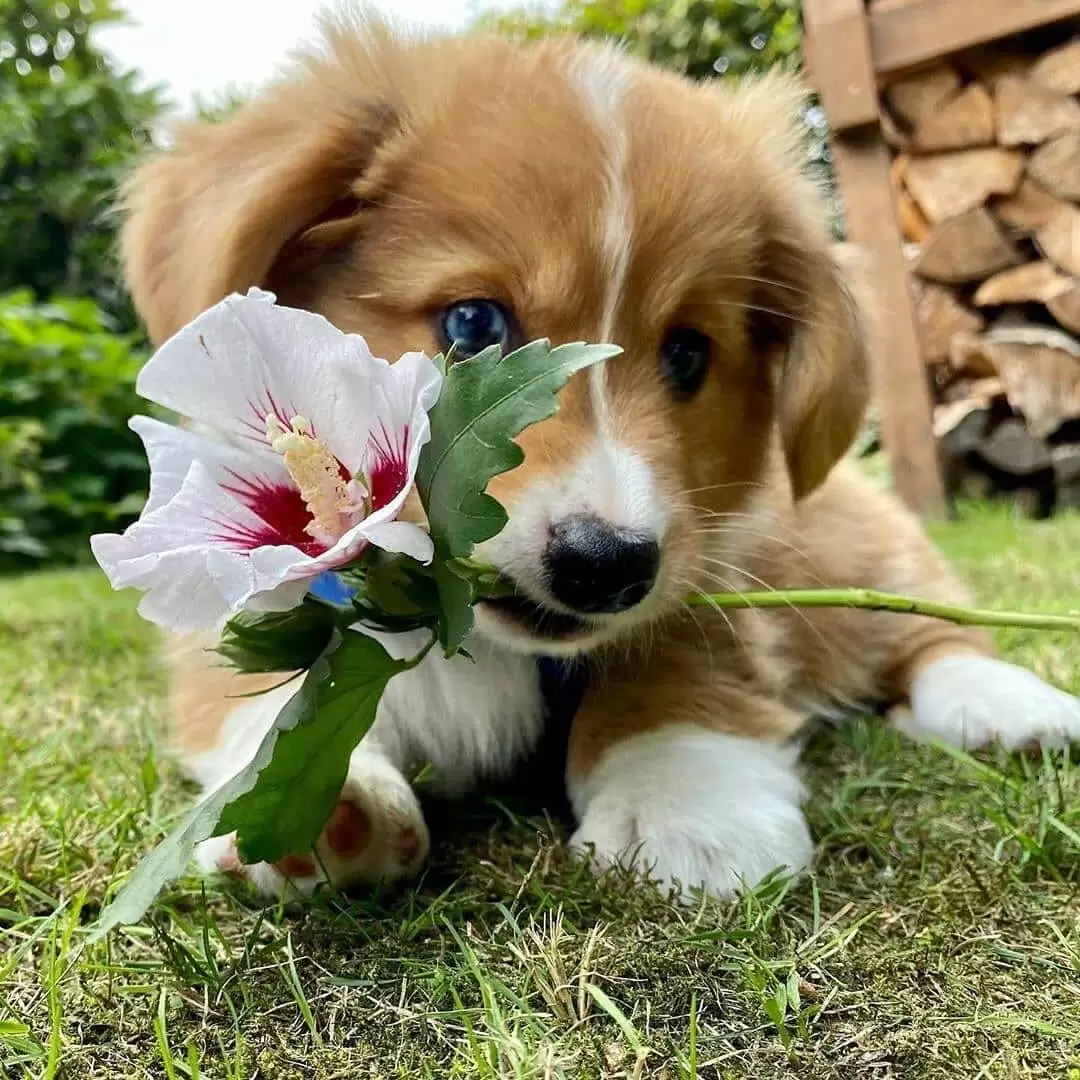 chó corgi pembroke wales puppy ngậm một nhành hoa