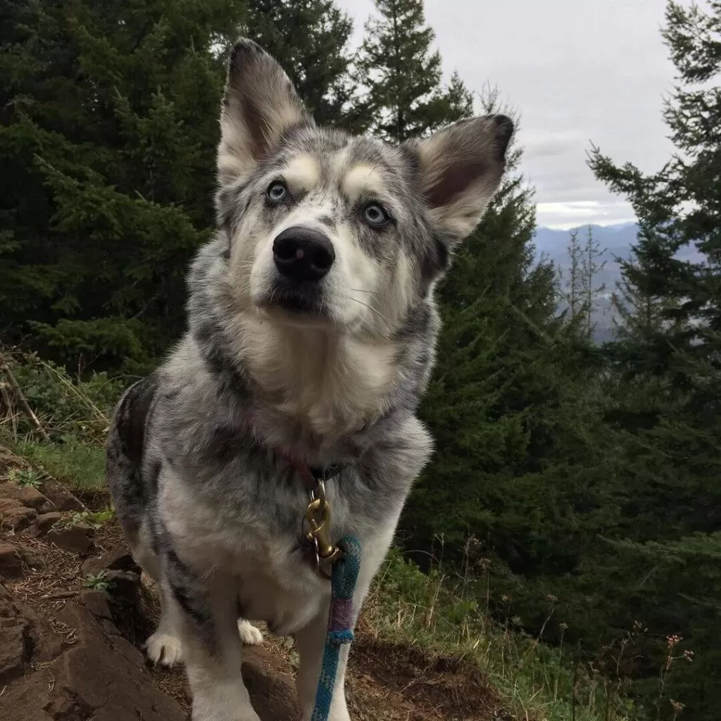 Malamute-Corgi - Chó Corgi lai Alaska