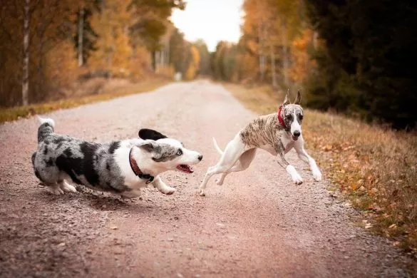 corgi và greyhound