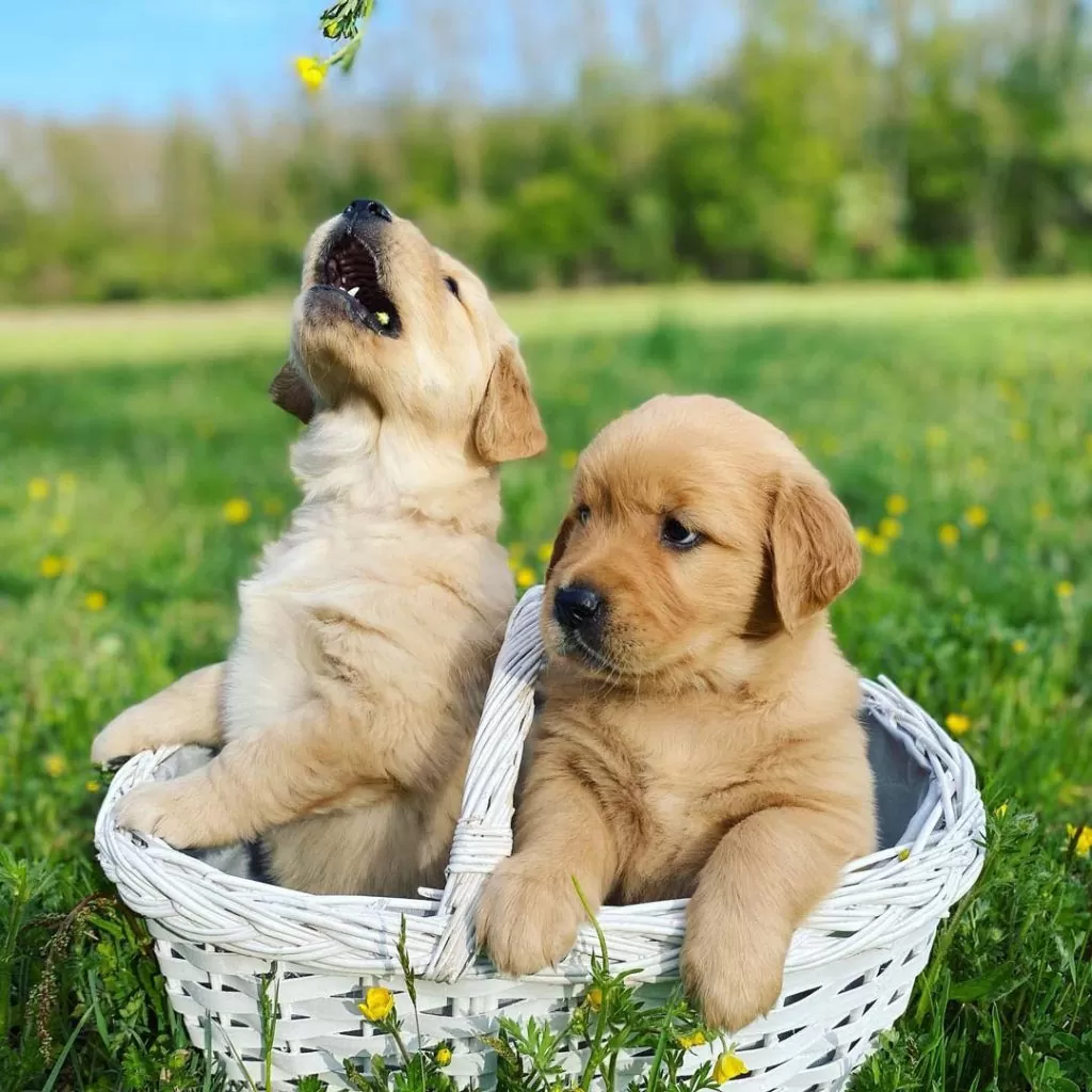 golden-pupies