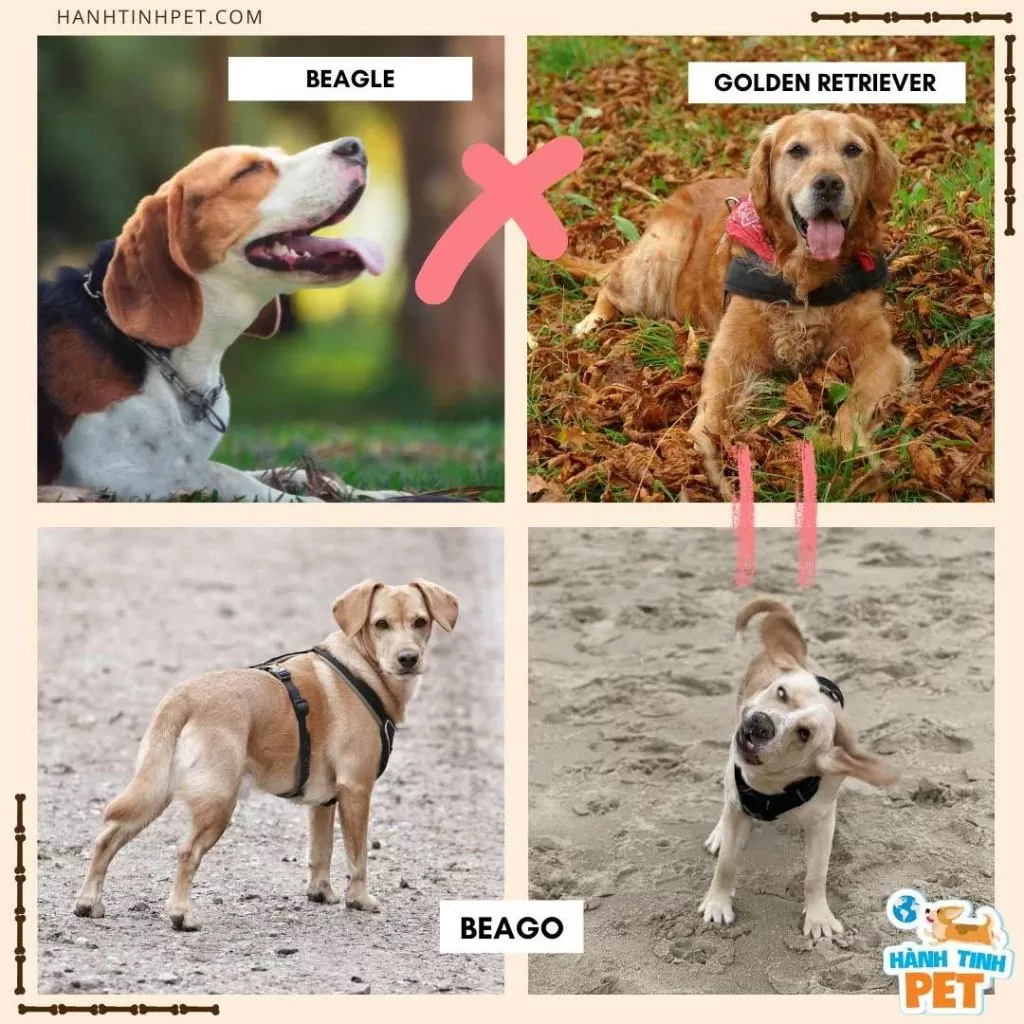 beago-golden-retriever-lai-beagle