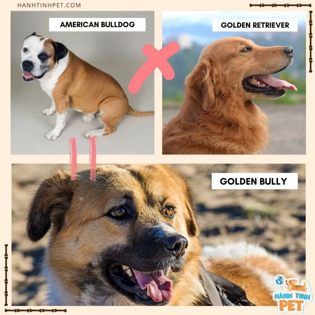 golden-retriever-lai-american-bulldog
