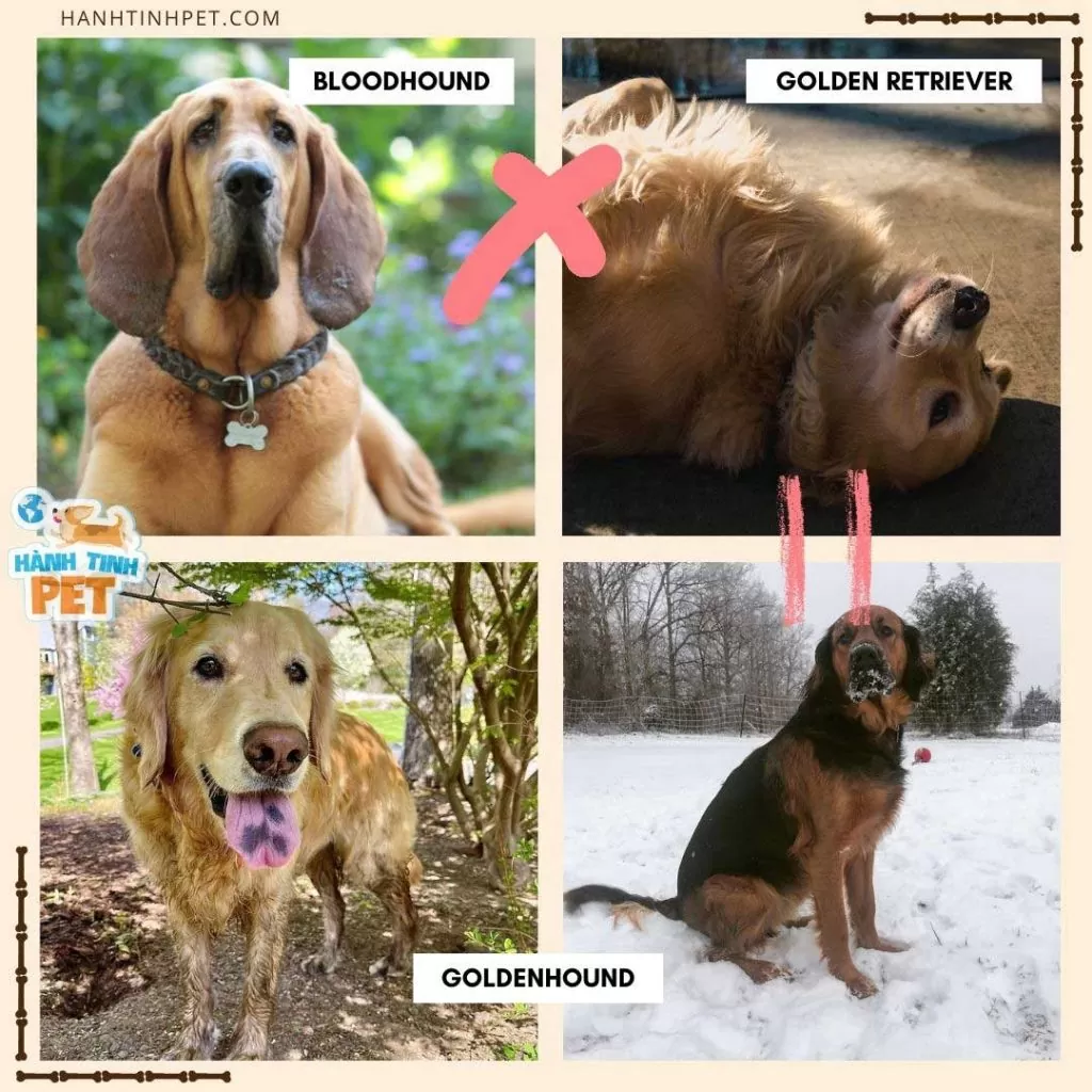 golden-retriever-lai-bloodhound