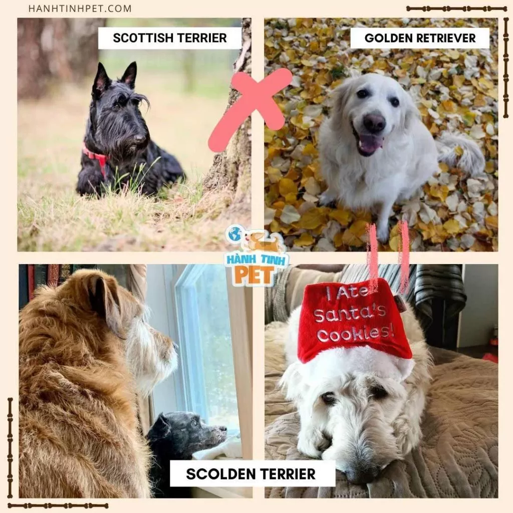 golden-retriever-lai-scottish-terrier