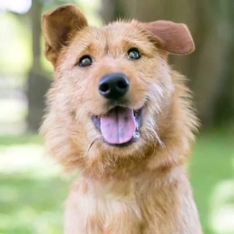 cho-golden-lai-airedale-terrier