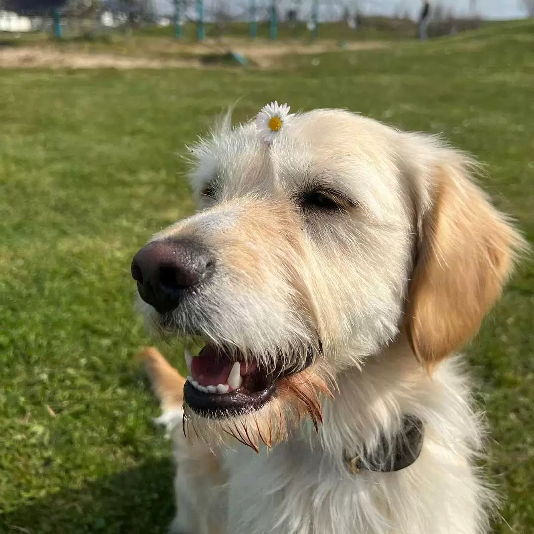 cho-golden-lai-yorkshire-terrier