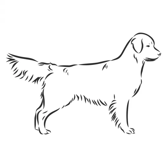 golden-retriever-dog-sketch